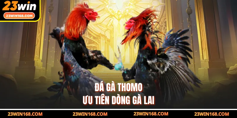 Đá gà Thomo ưu tiên dòng gà lai